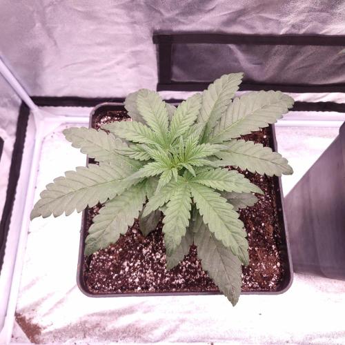 Mephisto Wedding Auto. Week 4