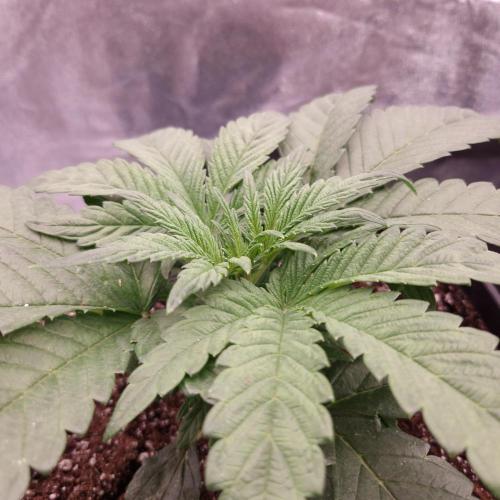 Mephisto Wedding Auto. Week 4