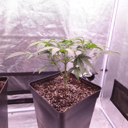 C.I.P. Kush. Week 5