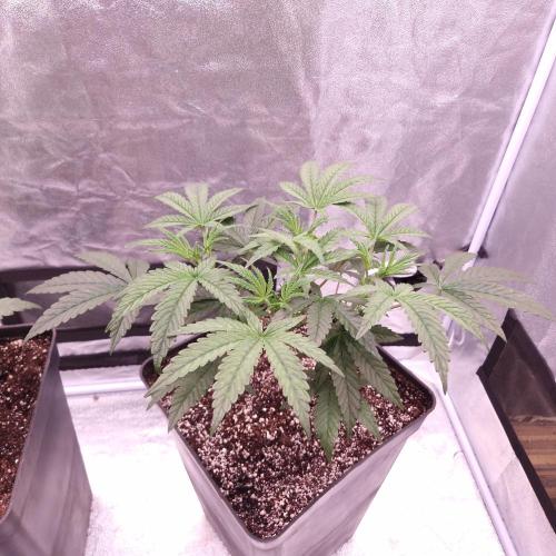 C.I.P. Kush. Week 5