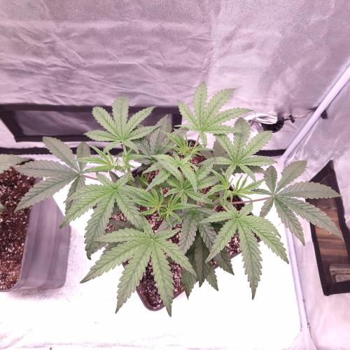 C.I.P. Kush. Week 5