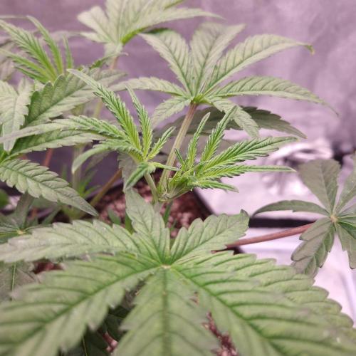 C.I.P. Kush. Week 5