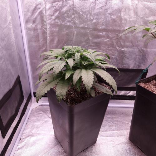 Mephisto Wedding Auto. Week 5