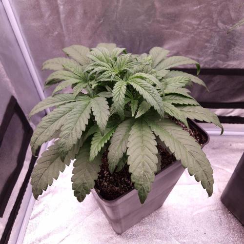 Mephisto Wedding Auto. Week 5