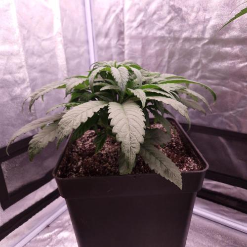 Mephisto Wedding Auto. Week 5