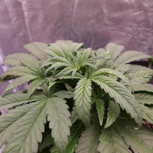 Mephisto Wedding Auto. Week 5