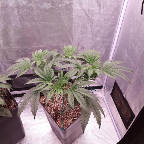 C.I.P. Kush. Week 6