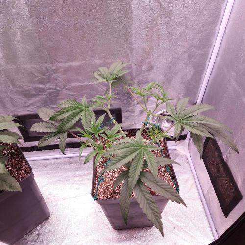 C.I.P. Kush. Week 6