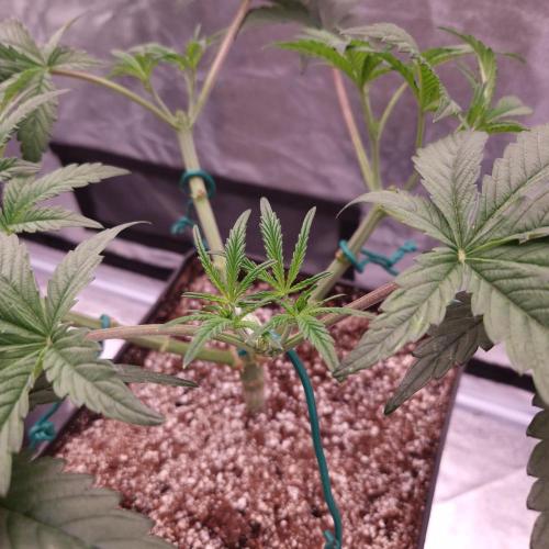 C.I.P. Kush. Week 6
