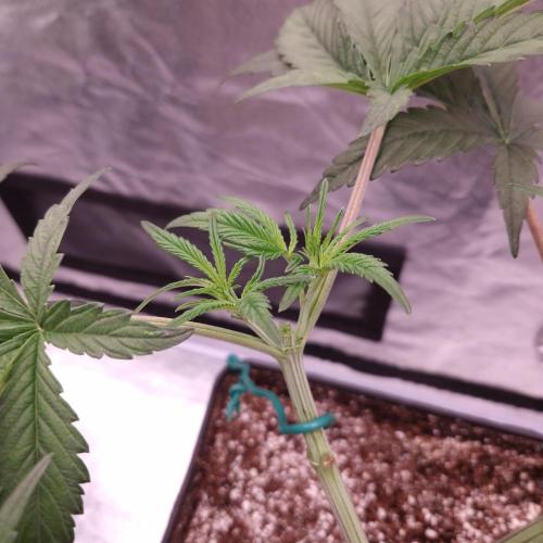 C.I.P. Kush. Week 6
