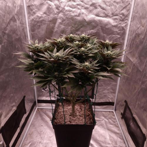 Bon Boni ( Bonpari 99 x BaC ). Week 15