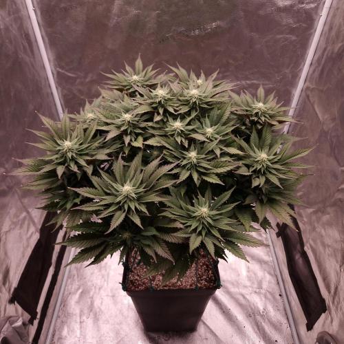 Bon Boni ( Bonpari 99 x BaC ). Week 15