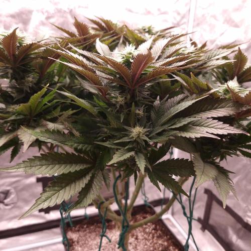 Bon Boni ( Bonpari 99 x BaC ). Week 15