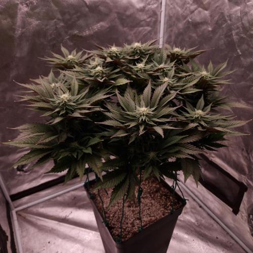 Bon Boni ( Bonpari 99 x BaC ). Week 15
