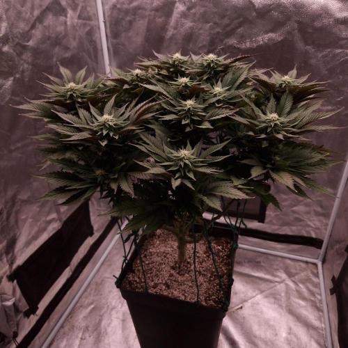 Bon Boni ( Bonpari 99 x BaC ). Week 15