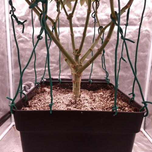Bon Boni ( Bonpari 99 x BaC ). Week 15