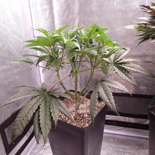 C.I.P. Kush. Week 7