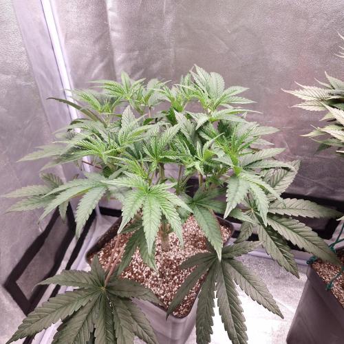 C.I.P. Kush. Week 7