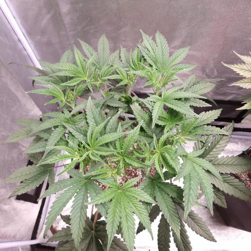 C.I.P. Kush. Week 7