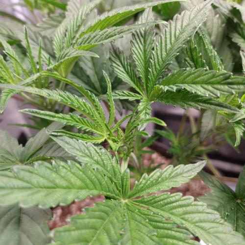 C.I.P. Kush. Week 7