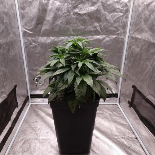 Mephisto Wedding Auto. Week 6