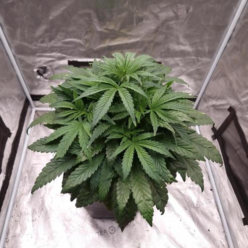 Mephisto Wedding Auto. Week 6