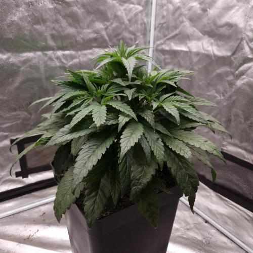 Mephisto Wedding Auto. Week 6