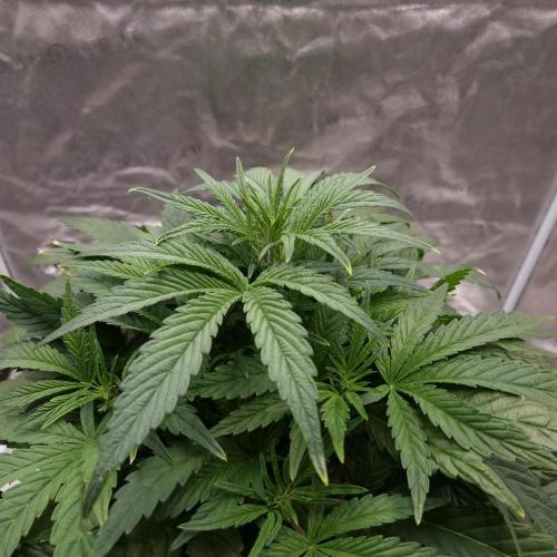 Mephisto Wedding Auto. Week 6
