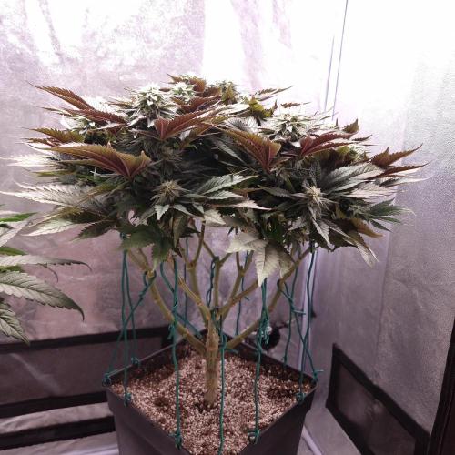 Bon Boni ( Bonpari 99 x BaC ). Week 16