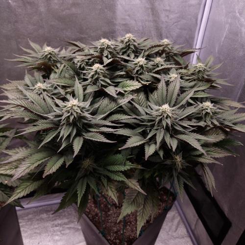 Bon Boni ( Bonpari 99 x BaC ). Week 16