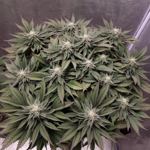 Bon Boni ( Bonpari 99 x BaC ). Week 16