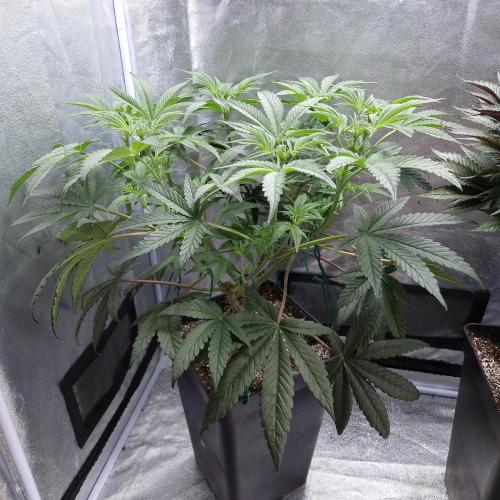 C.I.P. Kush. Week 8
