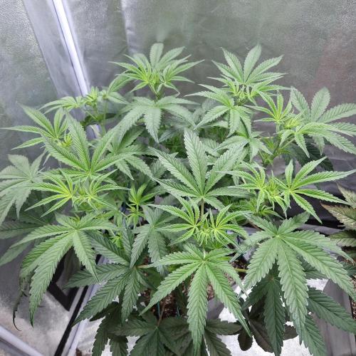 C.I.P. Kush. Week 8