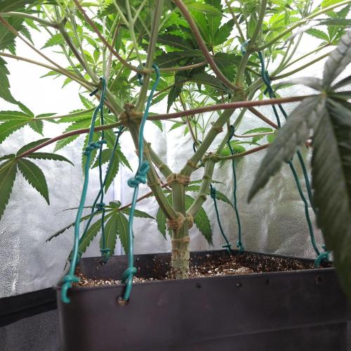 C.I.P. Kush. Week 8