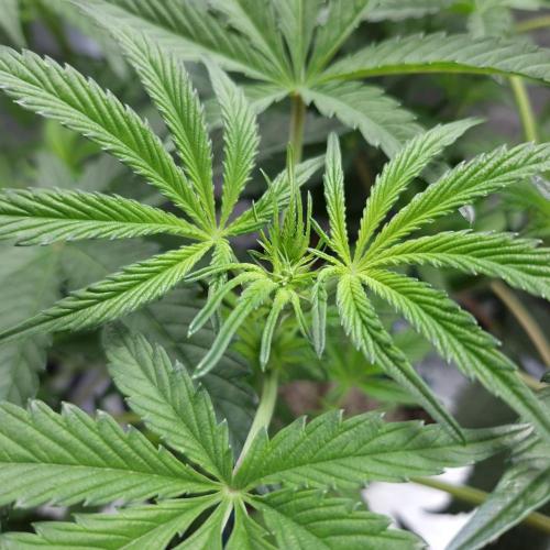 C.I.P. Kush. Week 8
