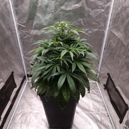 Mephisto Wedding Auto. Week 7