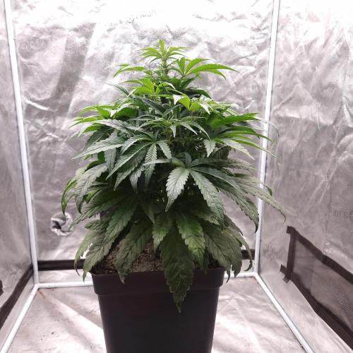 Mephisto Wedding Auto. Week 7