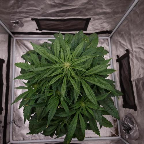 Mephisto Wedding Auto. Week 7