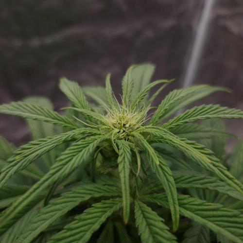 Mephisto Wedding Auto. Week 7