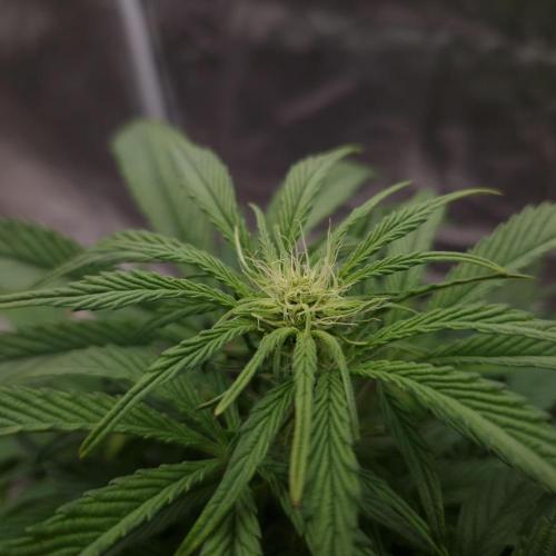 Mephisto Wedding Auto. Week 7