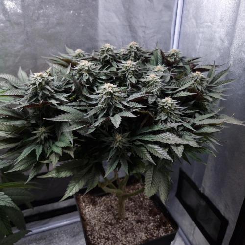 Bon Boni ( Bonpari 99 x BaC ). Week 17