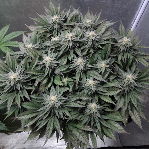 Bon Boni ( Bonpari 99 x BaC ). Week 17