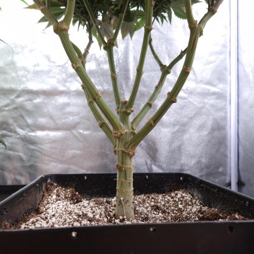 Bon Boni ( Bonpari 99 x BaC ). Week 17