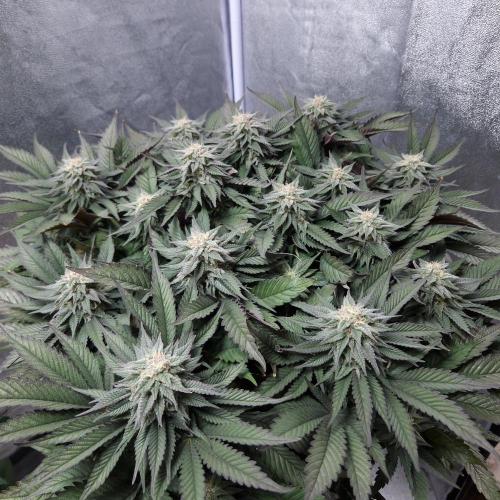 Bon Boni ( Bonpari 99 x BaC ). Week 17