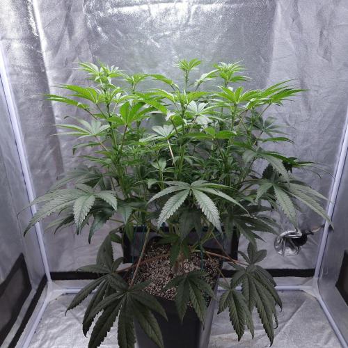 C.I.P. Kush. Week 9