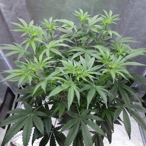 C.I.P. Kush. Week 9