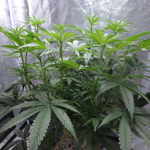 C.I.P. Kush. Week 9