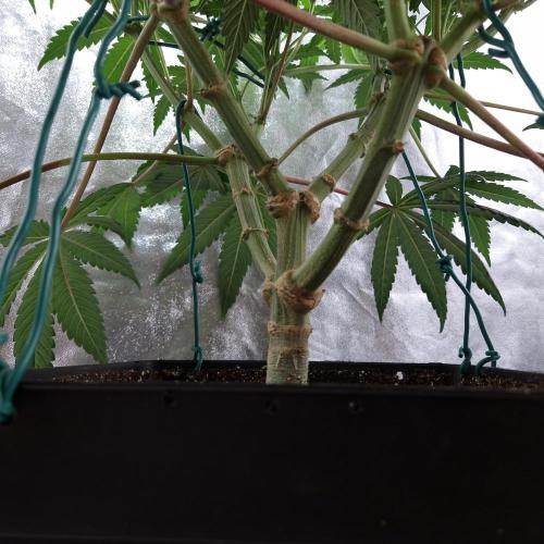 C.I.P. Kush. Week 9