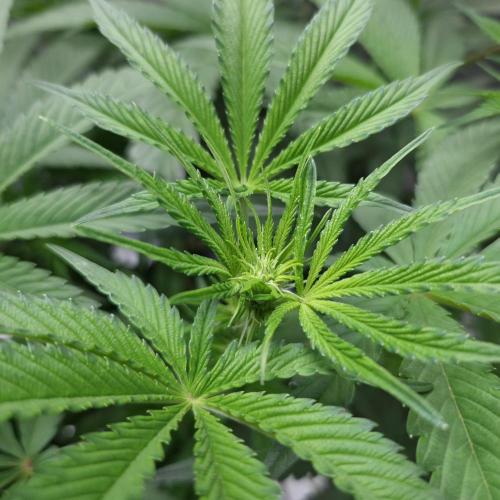 C.I.P. Kush. Week 9