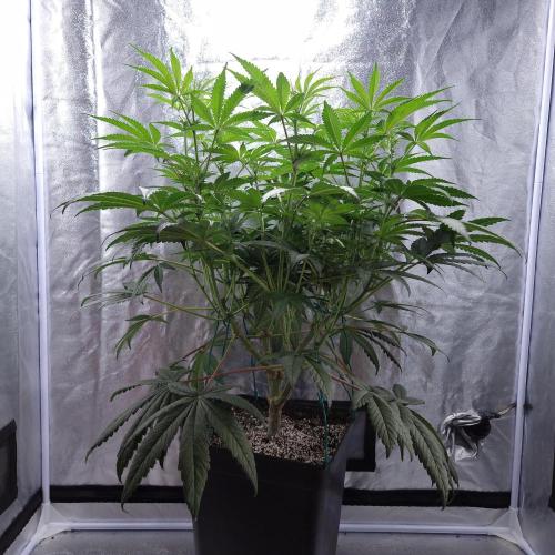 C.I.P. Kush. Week 9